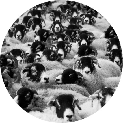 Slipmat Sheeps